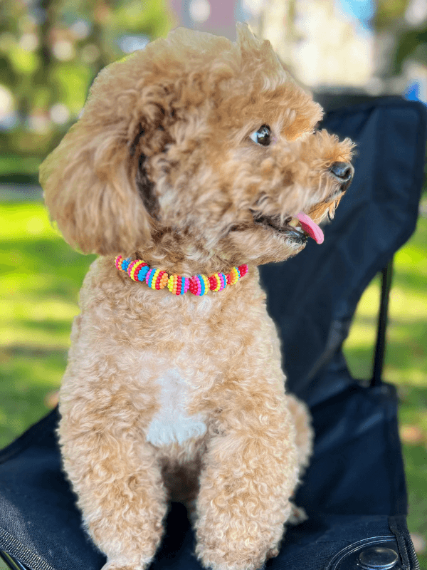Geometric Beaded Multicolor Pet Collar - Fluid