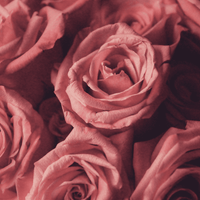 Soft Romantic